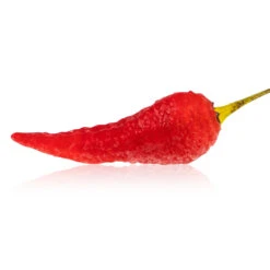 Devil's Brain Chili Pepper Seeds(Devils Brain Chili Pepper Seeds)
