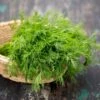 Bouquet Dill Seeds(Bouquet Dill Seeds) 2 Bouquet Dill Seeds(Bouquet Dill Seeds) -Pepper Joe shop Dill