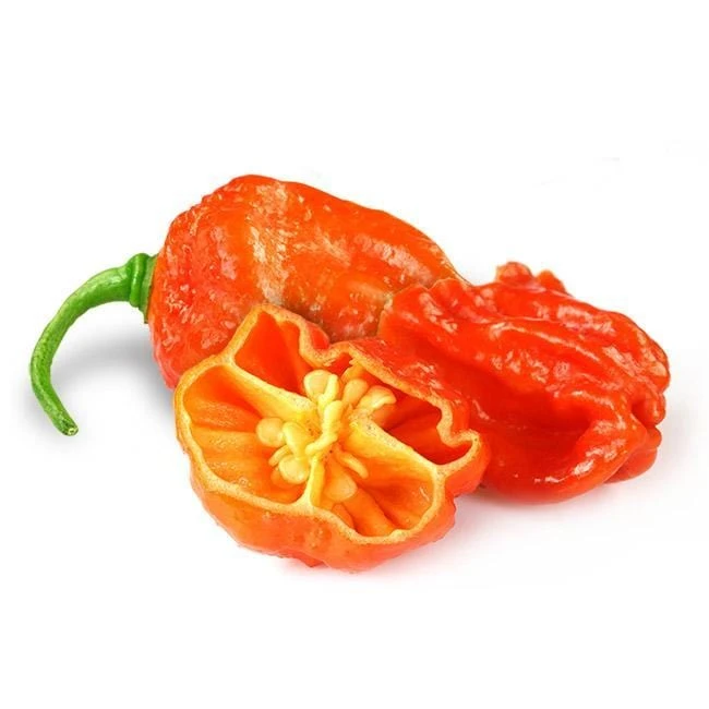 Dorset Naga Orange Pepper Seeds(Dorset Naga Orange Pepper Seeds) 3 Dorset Naga Orange Pepper Seeds(Dorset Naga Orange Pepper Seeds)