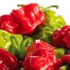 Dragon's Toe Pepper Seeds(Dragons Toe Pepper Seeds) -Pepper Joe shop DragonToe web
