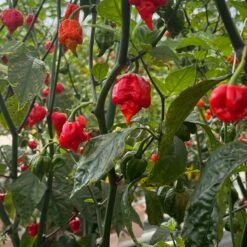 Dragon's Breath Chili Pepper Seeds(Dragon S Breath Chili Pepper Seeds) 12 Dragon's Breath Chili Pepper Seeds(Dragon S Breath Chili Pepper Seeds) -Pepper Joe shop Dragons Breath Pepper.01