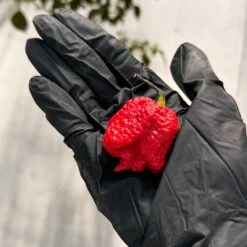 Dragon's Breath Chili Pepper Seeds(Dragon S Breath Chili Pepper Seeds) 14 Dragon's Breath Chili Pepper Seeds(Dragon S Breath Chili Pepper Seeds) -Pepper Joe shop Dragons Breath Pepper.02