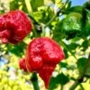 Dragon's Breath Chili Pepper Seeds(Dragon S Breath Chili Pepper Seeds)