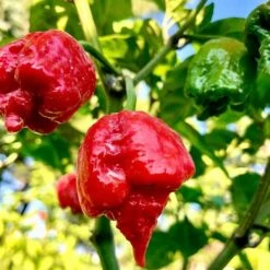 Dragon's Breath Chili Pepper Seeds(Dragon S Breath Chili Pepper Seeds)