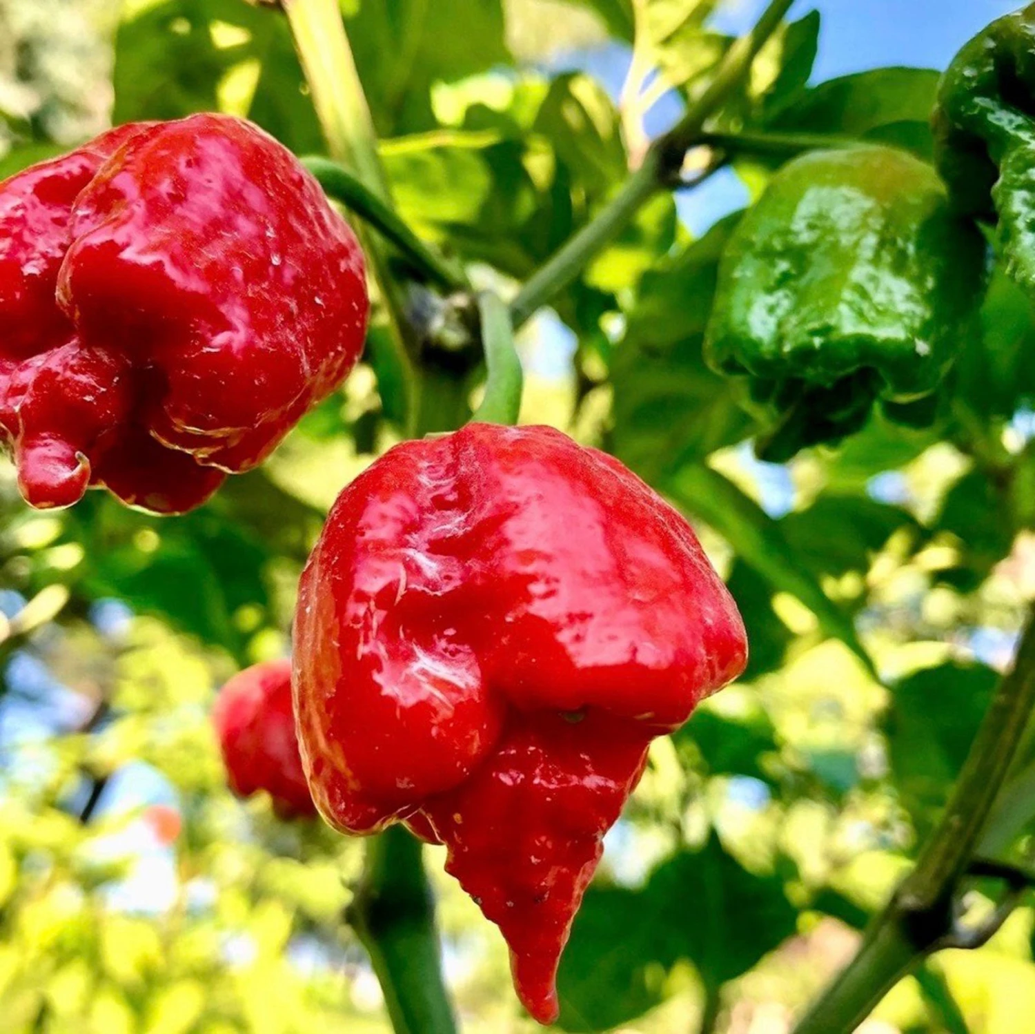 Dragon's Breath Chili Pepper Seeds(Dragon S Breath Chili Pepper Seeds) 3 Dragon's Breath Chili Pepper Seeds(Dragon S Breath Chili Pepper Seeds)