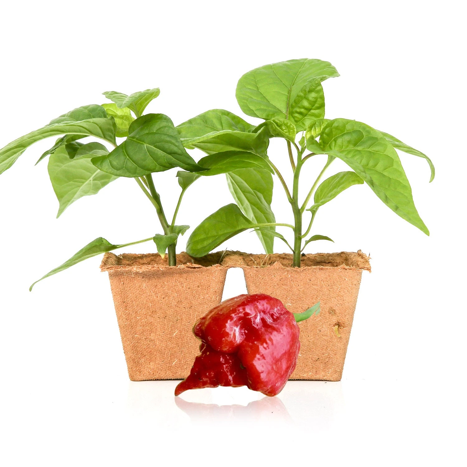 Dragon's Breath Pepper Plants: 2 Live Superhot Chili Seedlings 2 Dragon's Breath Pepper Plants: 2 Live Superhot Chili Seedlings