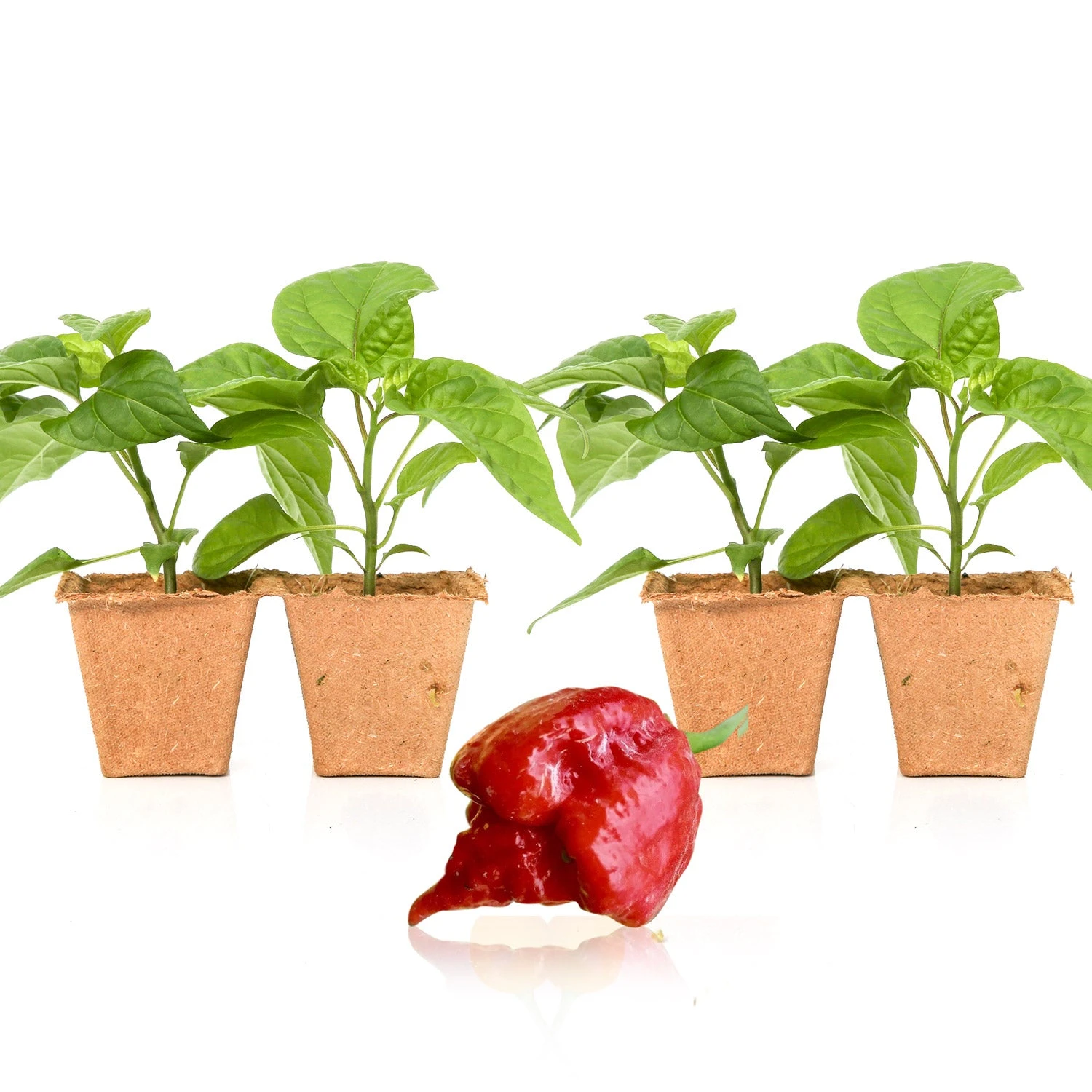 Dragon's Breath Pepper Plants: 2 Live Superhot Chili Seedlings 3 Dragon's Breath Pepper Plants: 2 Live Superhot Chili Seedlings - Image 2