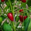 Early Jalapeno Pepper Seeds(Jalapeno Pepper Early) -Pepper Joe shop Early Jalapeno Pepper