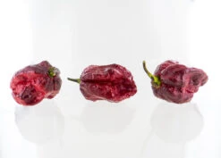 Orion Chili Pepper Seeds(Orion Chili Pepper Seeds) -Pepper Joe shop FATAliiGourmetJigsawXBRMWYakiBlueFawnonwht 2