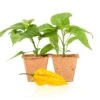 Fatalii Pepper Live Plants - Intense Heirloom African Chili Seedlings