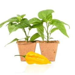 Fatalii Pepper Live Plants - Intense Heirloom African Chili Seedlings