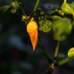 Fatalii Pepper Seeds(Fatalii Pepper Seeds)