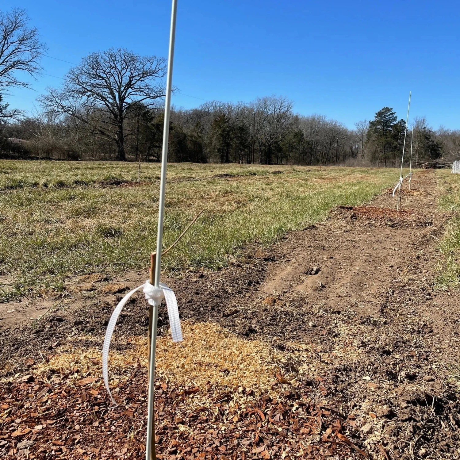 Plant Support Poles(Plant Support Poles) 5 Plant Support Poles(Plant Support Poles) - Image 3