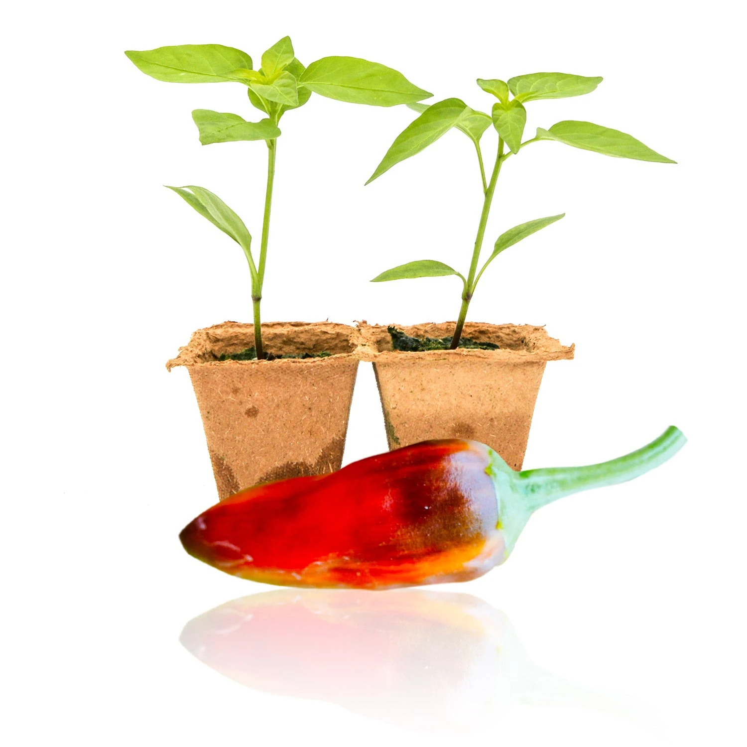 Live Fish Pepper Plants: Heirloom Variegated Hot Peppers for Gardening 3 Live Fish Pepper Plants: Heirloom Variegated Hot Peppers for Gardening