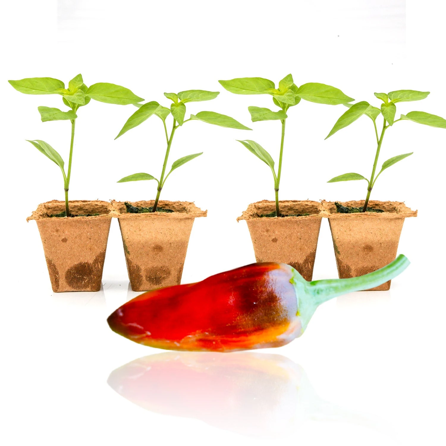 Live Fish Pepper Plants: Heirloom Variegated Hot Peppers for Gardening 4 Live Fish Pepper Plants: Heirloom Variegated Hot Peppers for Gardening - Image 2