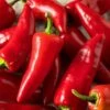 Fresno Pepper Seeds(Fresno Pepper) 1 Fresno Pepper Seeds(Fresno Pepper) -Pepper Joe shop FresnoJalapeno1