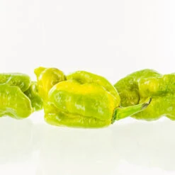 Gator Jigsaw Pepper Seeds(Gator Jigsaw Pepper Seeds)