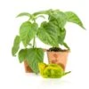 Gator Jigsaw Pepper Plant - Ultra-Hot 1.5 Million SHU Live Seedling -Pepper Joe shop GatorJigsaw 75c3f22c b434 42b9 8587 9111c05f7ad2