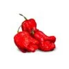 Genghis Khan Brain Pepper Seeds(Ghengis Khan Brain) -Pepper Joe shop GenghisKhanBrain