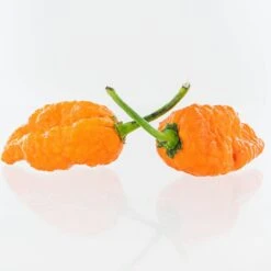 Ghorpion Peach Pepper Seeds(Ghorpion Peach Pepper Seeds)