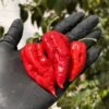 Ghost Pepper Seeds(Ghost Pepper) 1 Ghost Pepper Seeds(Ghost Pepper) -Pepper Joe shop Ghost Fresh Peppers.02