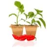 Ghost Pepper Live Plants - Bhut Jolokia Super Hot Pepper Seedlings 1 Ghost Pepper Live Plants - Bhut Jolokia Super Hot Pepper Seedlings -Pepper Joe shop GhostPlant