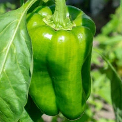 Chinese Giant Pepper Seeds(Chinese Giant Pepper Seeds)