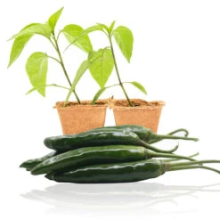 Pepper Joe’s Giant Jalapeno Pepper Plant Seedlings