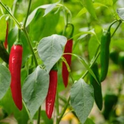 Gochujang King Hot Korean Hybrid Pepper Seeds(Gochujang King Hot Korean Hybrid Pepper Seeds)