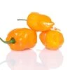 Golden Habanero Pepper Seeds(Golden Habanero) -Pepper Joe shop GoldenHabanero1