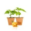 Golden Carolina Reaper Live Pepper Plants - 1.5M SHU Superhot Seedlings (2 Pack) -Pepper Joe shop GoldenReaper