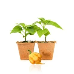 Golden Carolina Reaper Live Pepper Plants - 1.5M SHU Superhot Seedlings (2 Pack)