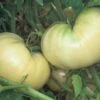 Great White Tomato Seeds(Great White Tomato Seed) -Pepper Joe shop GreatWhiteTomato