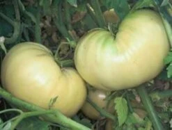 Great White Tomato Seeds(Great White Tomato Seed)