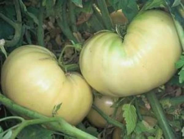 Great White Tomato Seeds(Great White Tomato Seed) 3 Great White Tomato Seeds(Great White Tomato Seed)