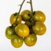 Green Grape Tomato Seeds(Green Grape Tomato Seeds) -Pepper Joe shop Green Grape Tomato 2