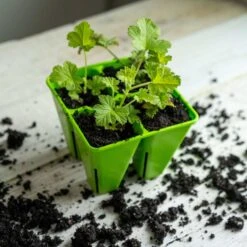 4 Cell Plug Tray Inserts(4 Cell Plug Tray Inserts) 36 4 Cell Plug Tray Inserts(4 Cell Plug Tray Inserts) -Pepper Joe shop Green 4 cell lifestyle