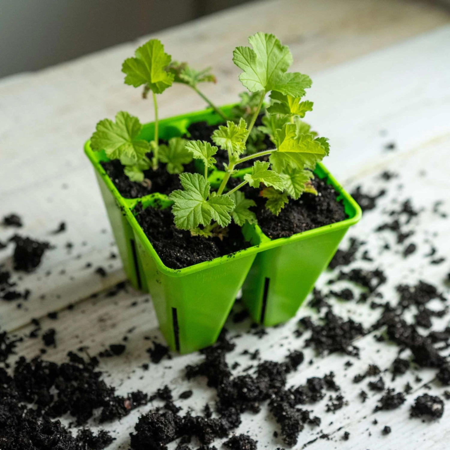 4 Cell Plug Tray Inserts(4 Cell Plug Tray Inserts) 17 4 Cell Plug Tray Inserts(4 Cell Plug Tray Inserts) - Image 15