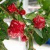 Habanero Caribbean Red Pepper Seeds(Habanero Caribbean Red Organic Pepper Seeds)