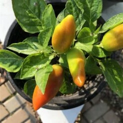 Hot Burrito Pepper Seeds(Hot Burrito Pepper Seeds)