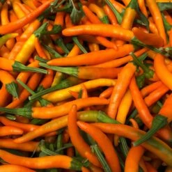 Orange Cayenne Pepper Seeds(Orange Cayenne Pepper Seeds)