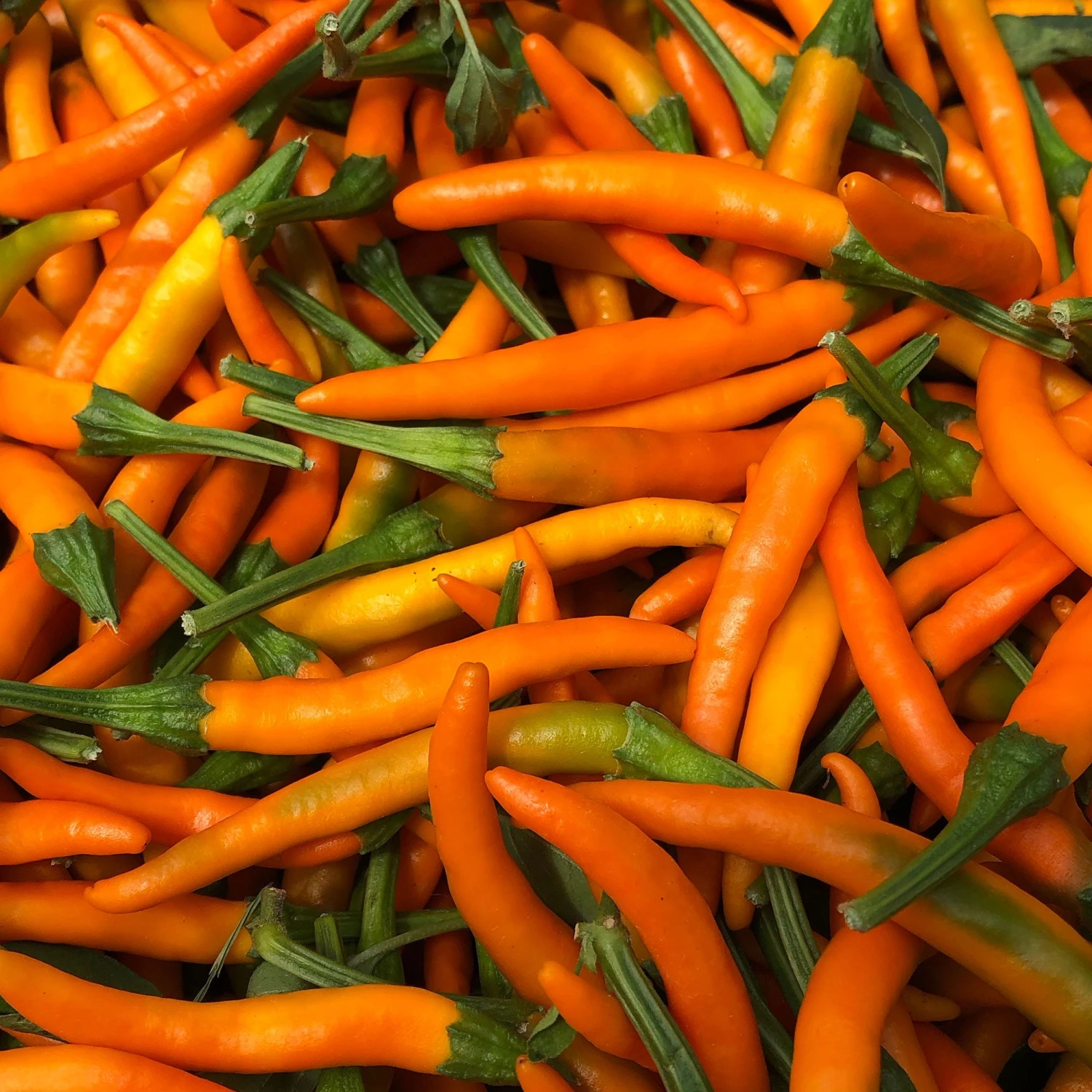 Orange Cayenne Pepper Seeds(Orange Cayenne Pepper Seeds) 3 Orange Cayenne Pepper Seeds(Orange Cayenne Pepper Seeds)