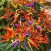 Fireworks Pepper Seeds(Fireworks Pepper Seeds) -Pepper Joe shop Hot Fireworks