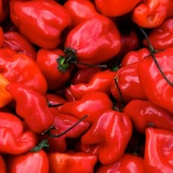Habanero Caribbean Red Pepper Seeds(Habanero Caribbean Red Organic Pepper Seeds) -Pepper Joe shop Hot Habanero Red