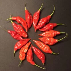 Hot Paper Lantern Pepper Seeds(Hot Paper Lantern Pepper Seeds)