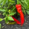 Hot Portugal Pepper Seeds(Hot Portugal Pepper Seeds) -Pepper Joe shop Hot Portugal Pepper.01