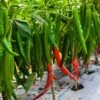 Thai Scorpion F1 Pepper Seeds(Thai Scorpion F1 Pepper Seeds) 1 Thai Scorpion F1 Pepper Seeds(Thai Scorpion F1 Pepper Seeds) -Pepper Joe shop Hot Thai Scorpion 00e33890 95ce 455c a6fa 042ecaba4db1