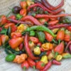 Hot And Happy Mix Pepper Seeds(Hot And Happy Mix Pepper Seeds) -Pepper Joe shop HotandHappy
