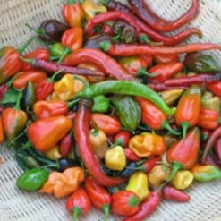 Hot And Happy Mix Pepper Seeds(Hot And Happy Mix Pepper Seeds)