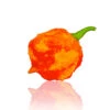 Hurt Berry Red Pepper Seeds(Hurt Berry Red Pepper Seeds) 1 Hurt Berry Red Pepper Seeds(Hurt Berry Red Pepper Seeds) -Pepper Joe shop HurtBerry